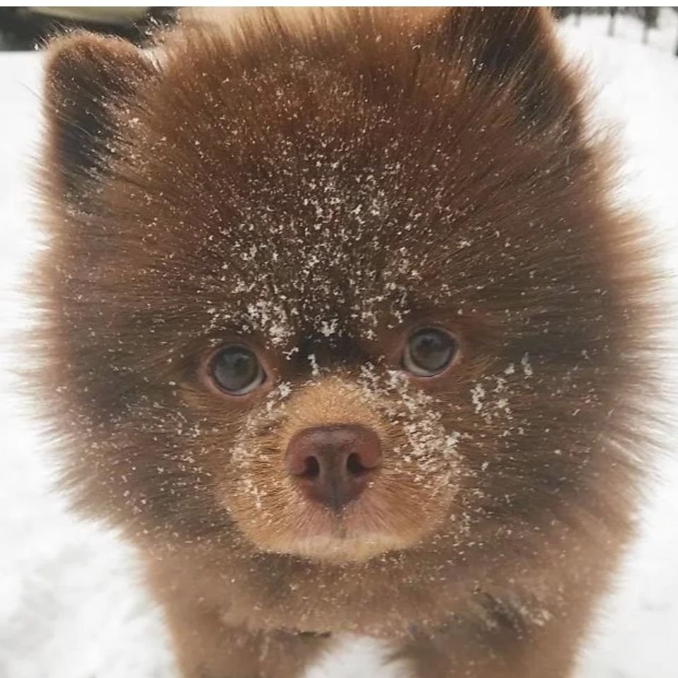 Шпиц померанский с бантиком