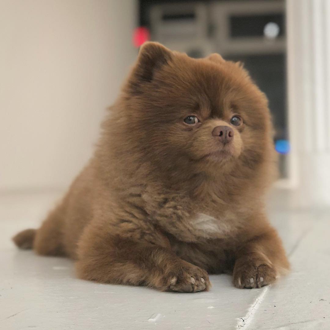 Померанский шпиц шоколадный