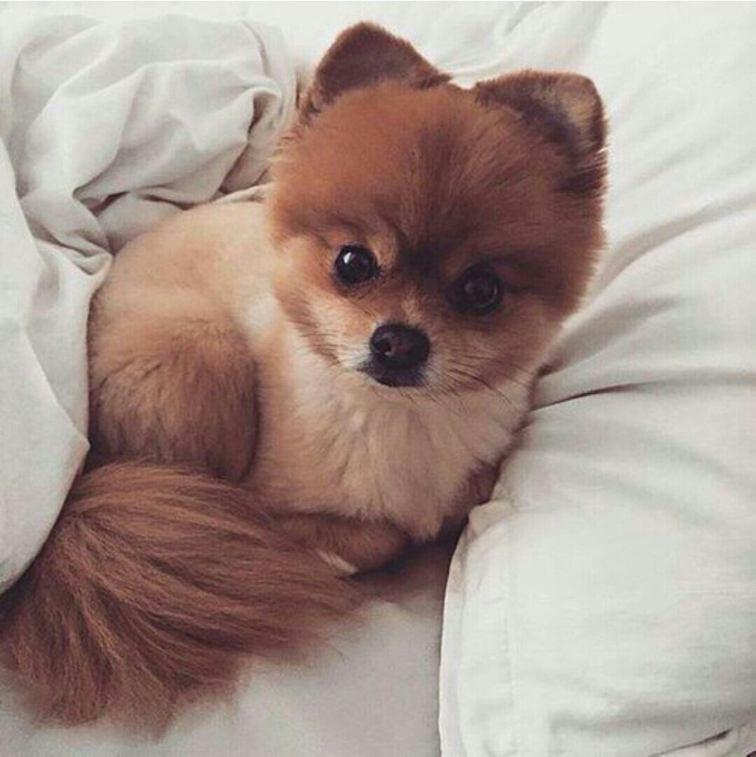 Померанский шпиц шоколадный