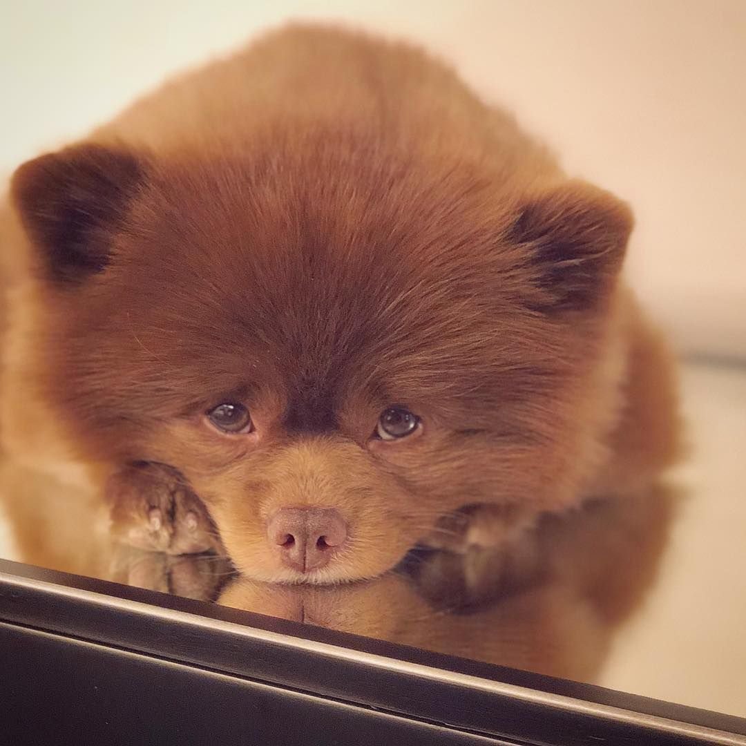 Бертрам шпиц-Медвежонок