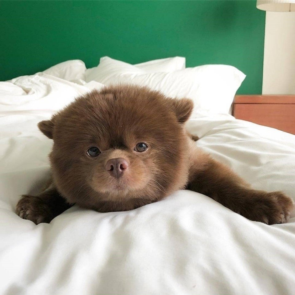 Бертрам шпиц-Медвежонок