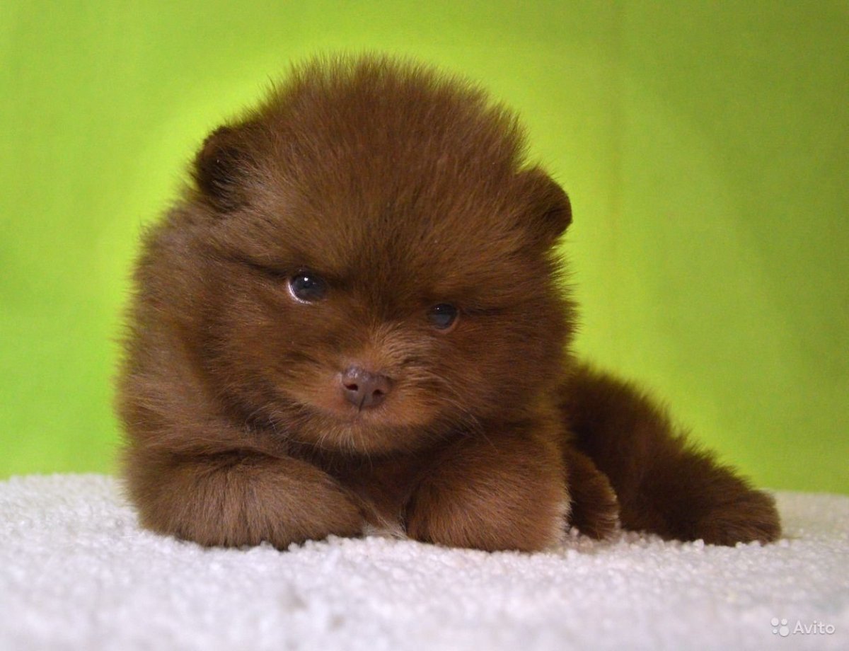 Померанский шпиц бурый