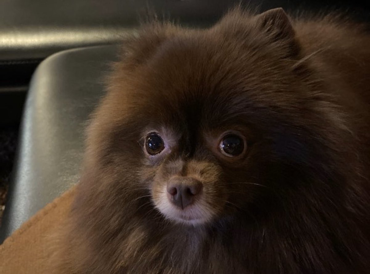 Померанский шпиц шоколад