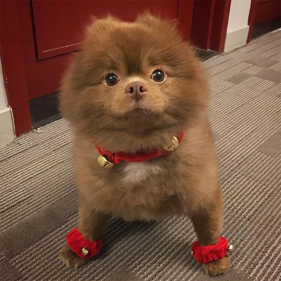 Померанский шпиц шоколадный