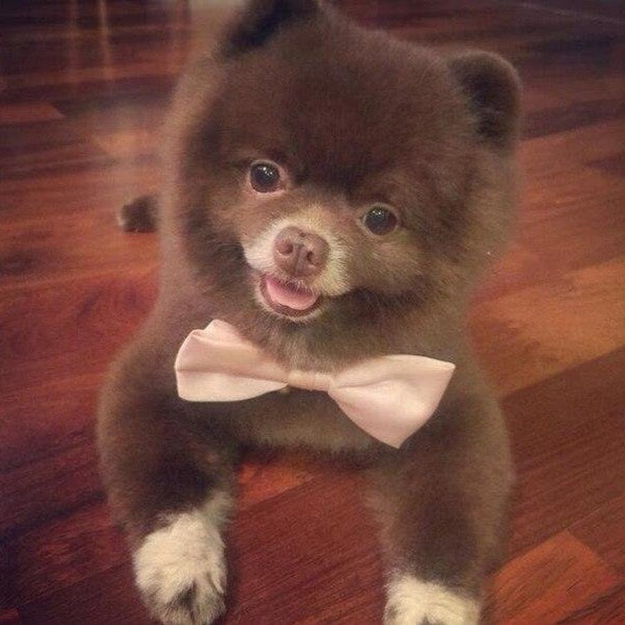 Померанский шпиц Медвежонок шоколадный