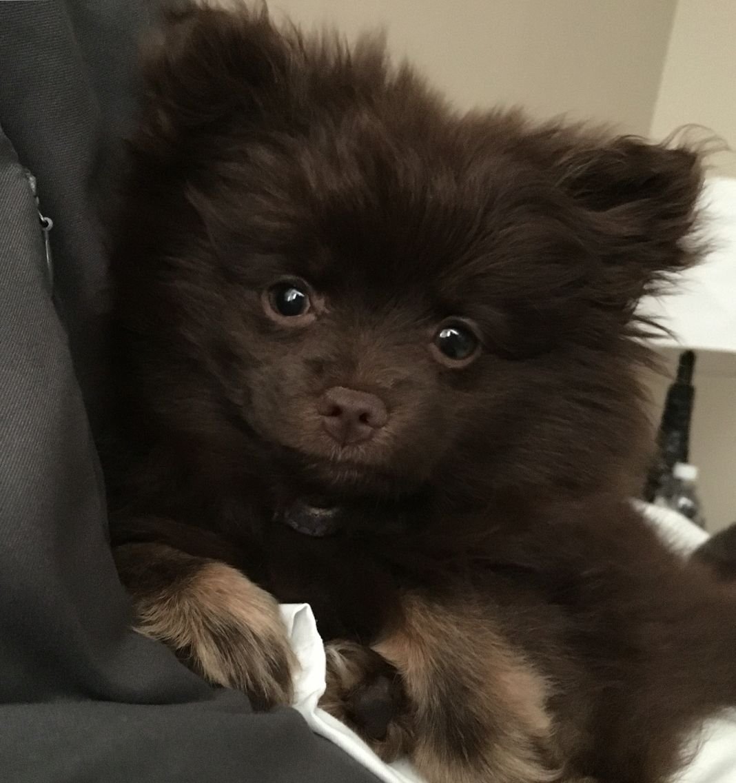 Шпиц флаффи