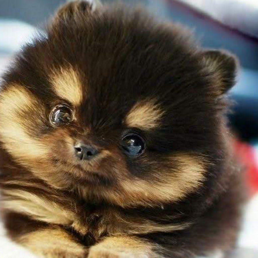 Померанский шпиц Карамельный