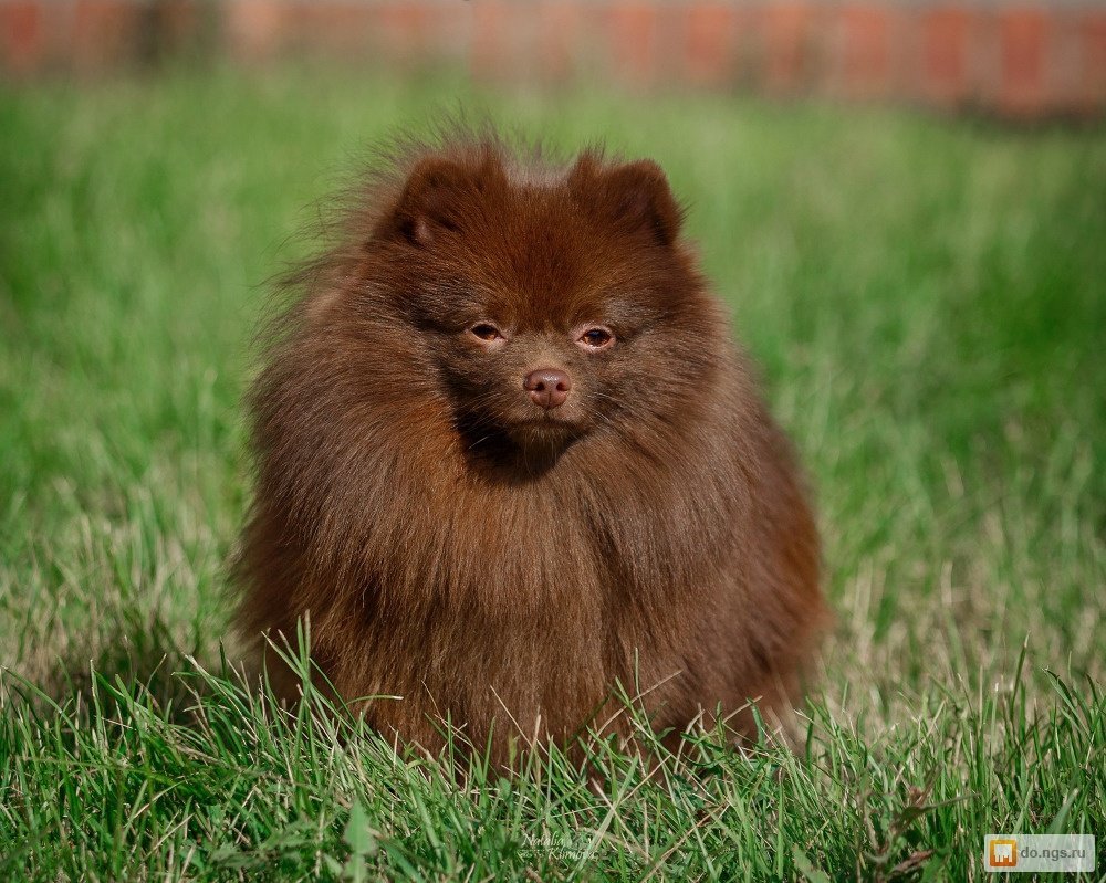 Померанский шпиц корейский