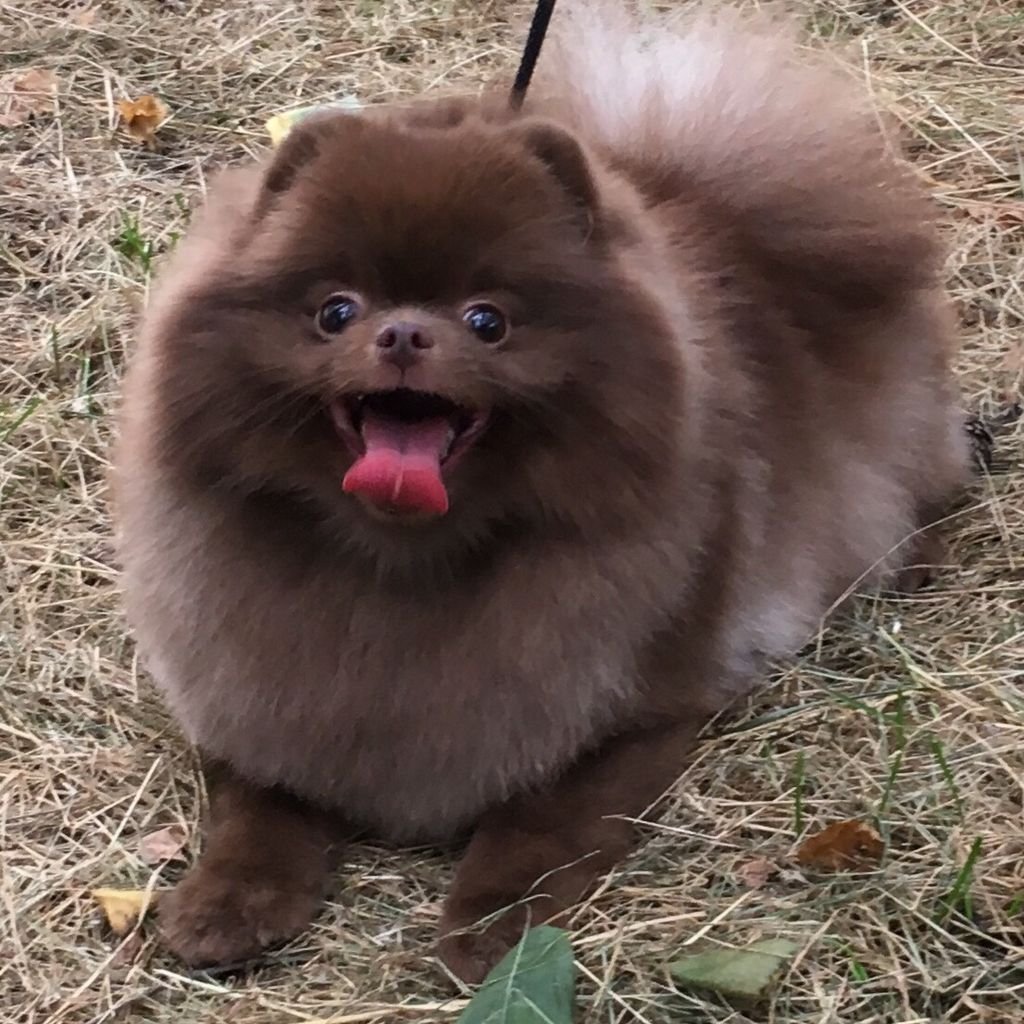 Померанский шпиц бурый