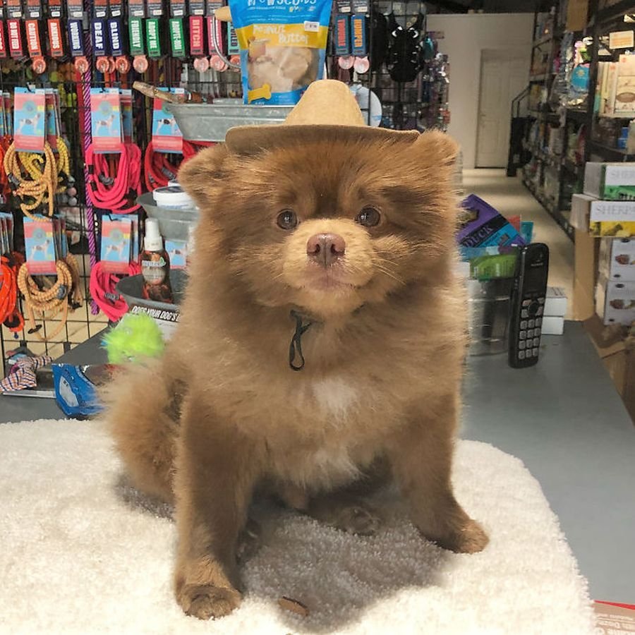 Померанский шпиц Медвежонок