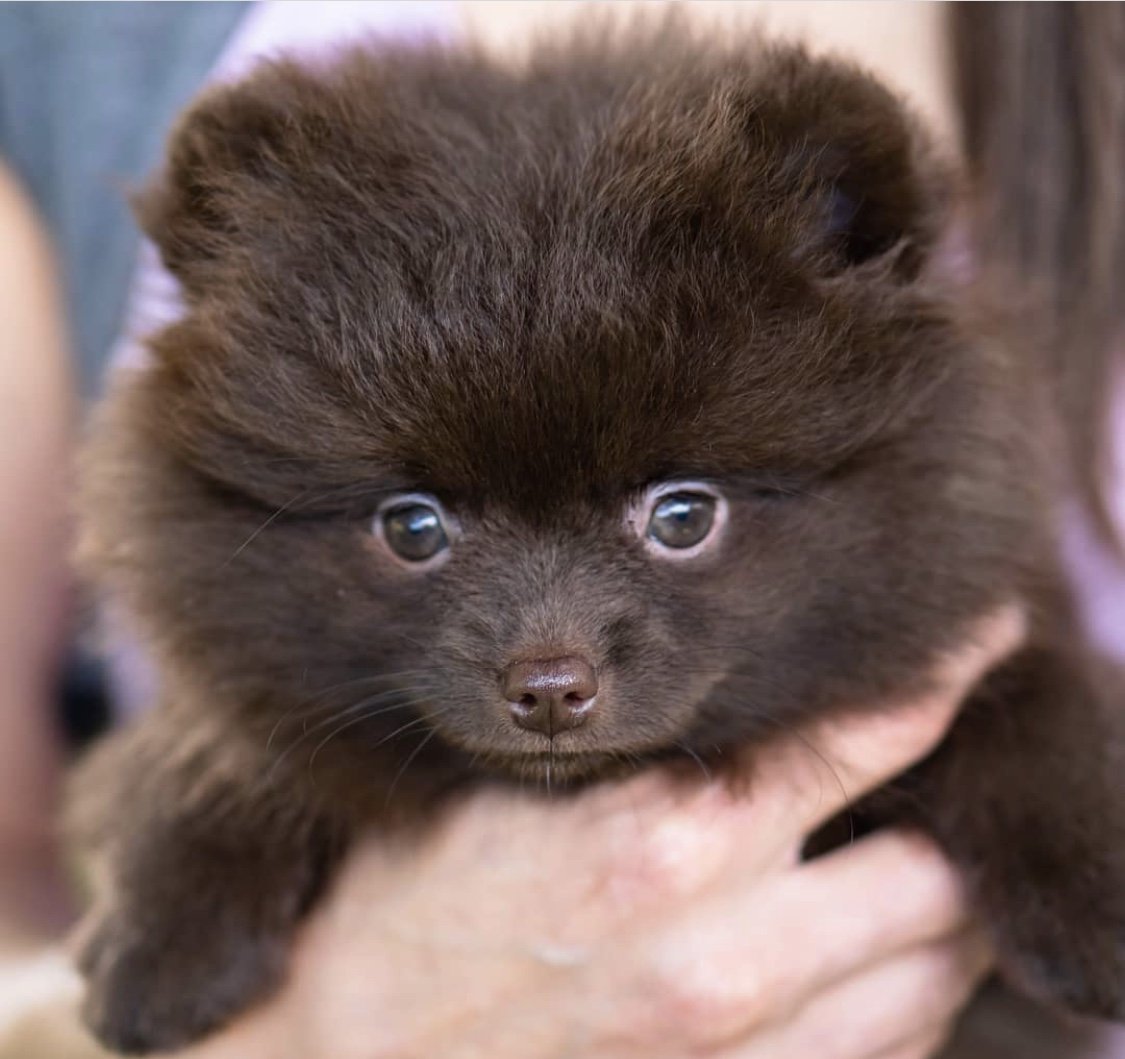 Шоколадно подпалый шпиц