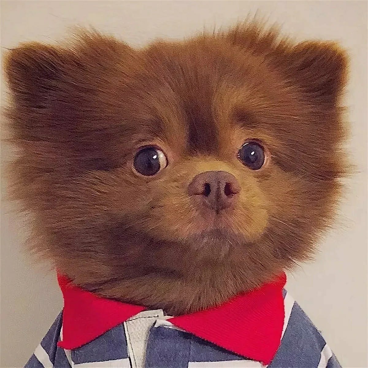 Шоколадный шпиц девочка