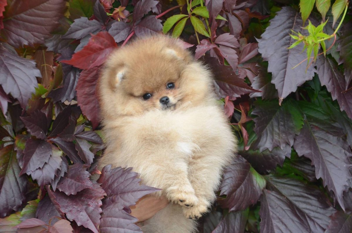 Стая шпицев померанских