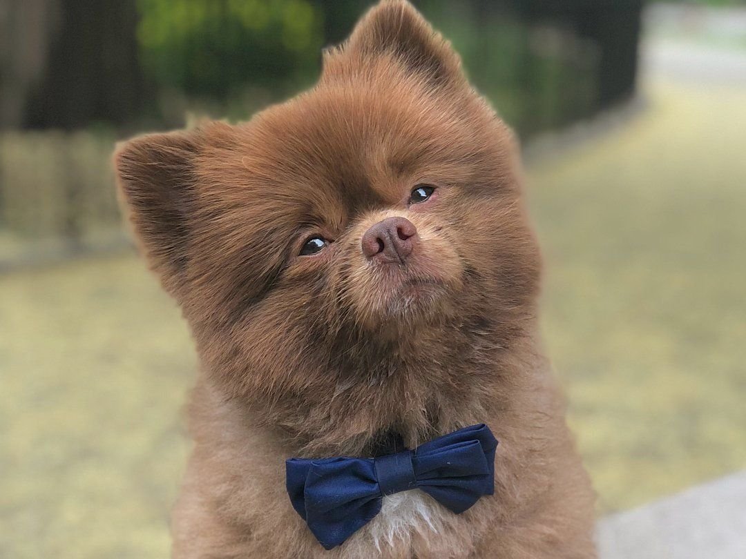 Померанский шпиц Тедди