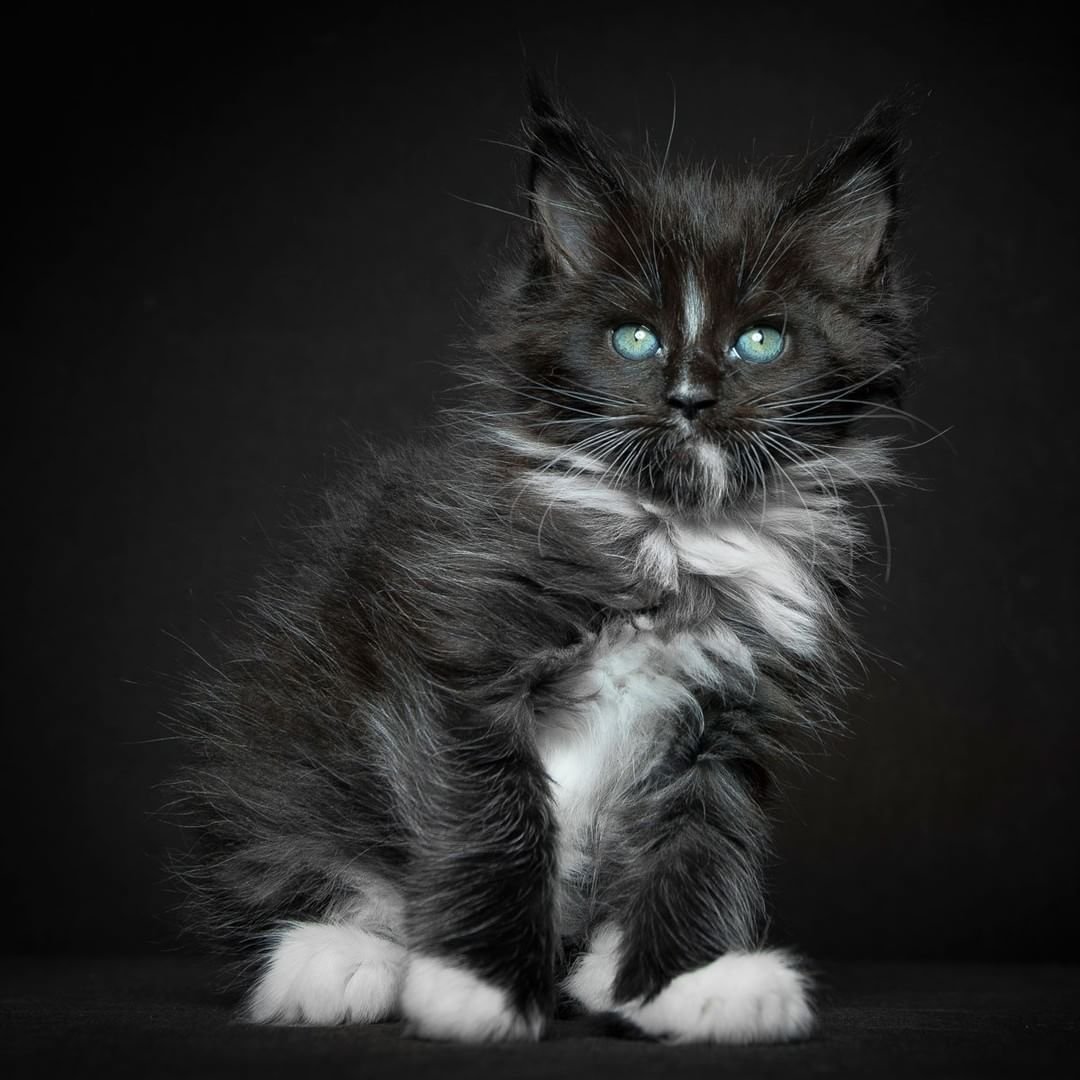 Котята Мейн кун бело чёрные