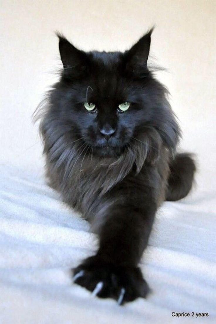 Мейн кун Сибирский черный