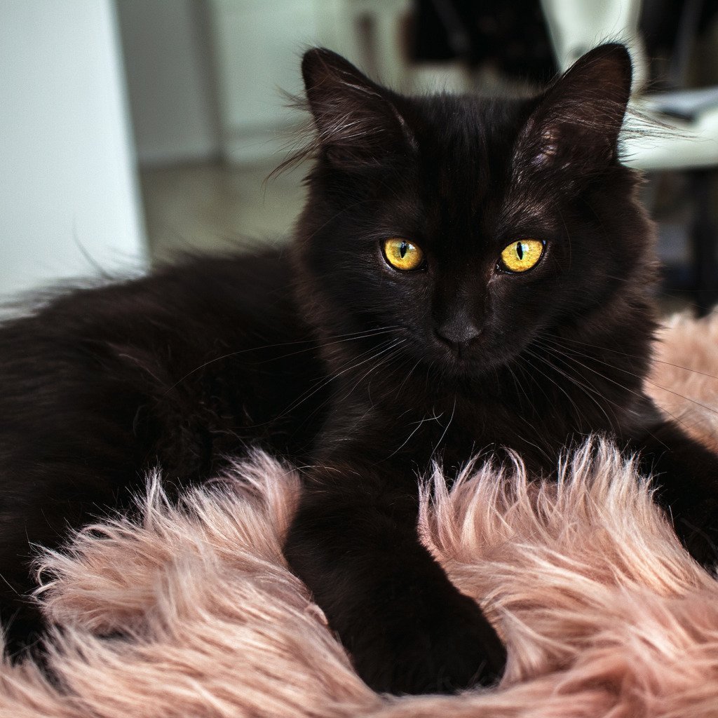 Котята Мейн кун