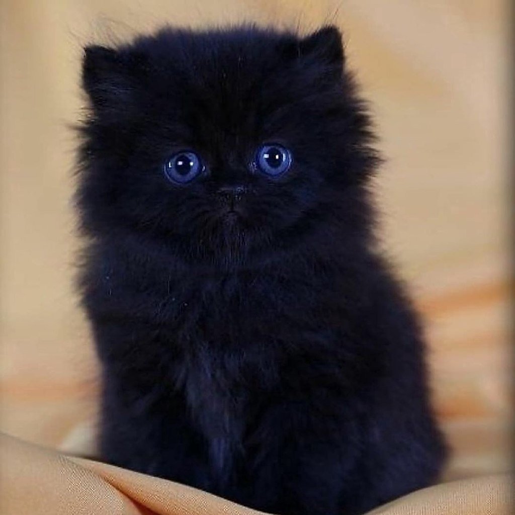 Черный котенок