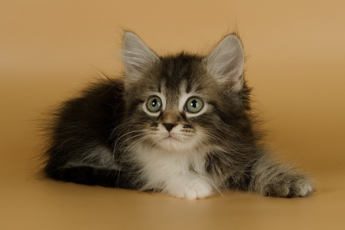 Котята сибирской породы