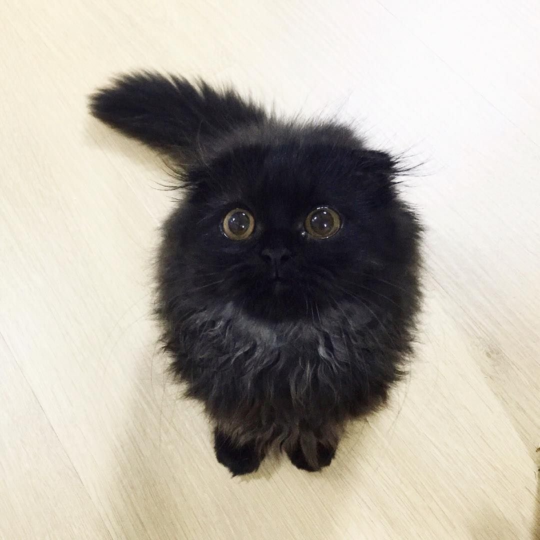 Самый пушистый черный кот