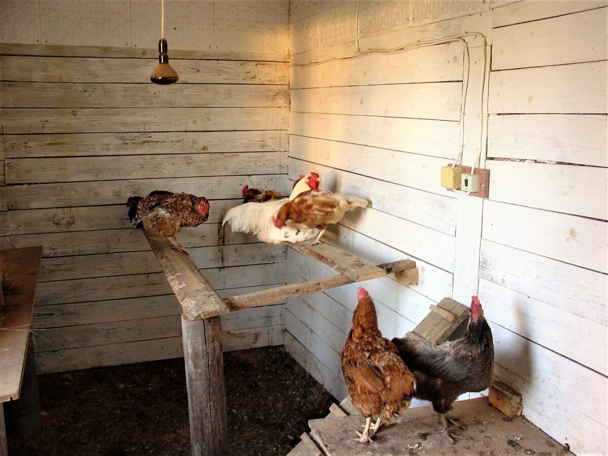 Курятник в деревне