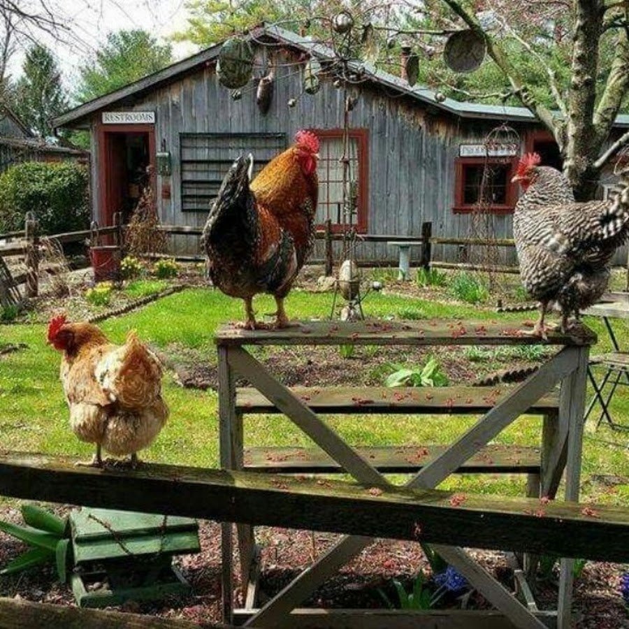 Курятник картина