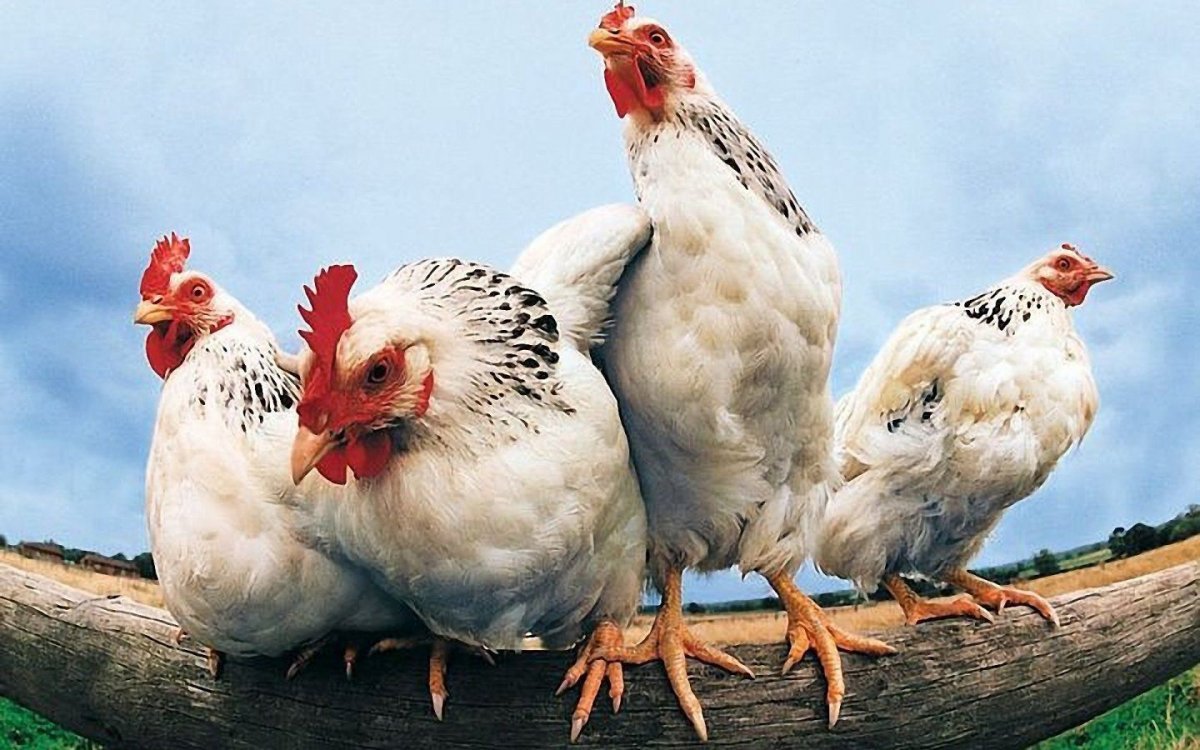 Куры на жердочке