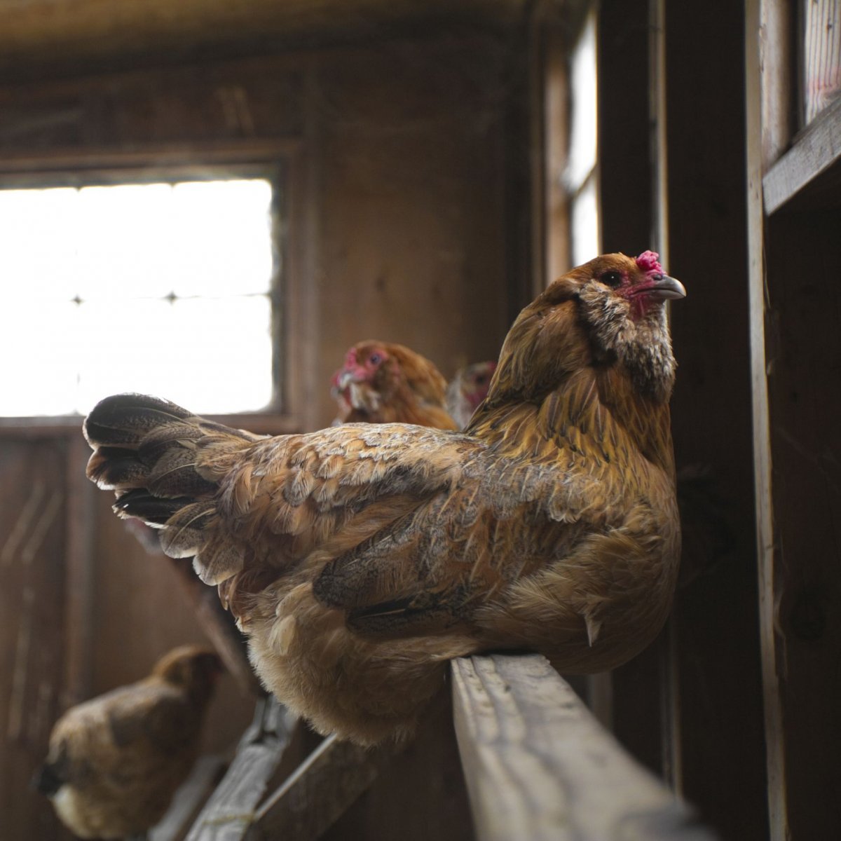 Курятники для села