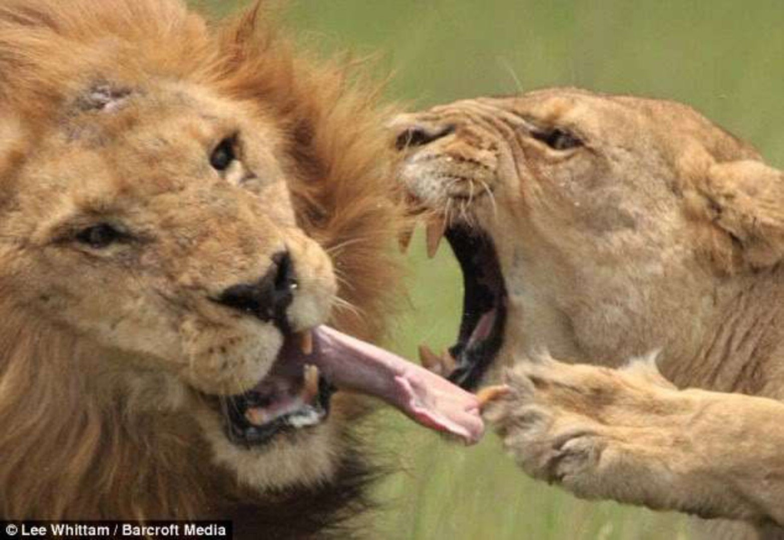 Ревнуйте себя сами. Лев кусается. Ревнивые животные. Львица в гневе. Лев кричит.