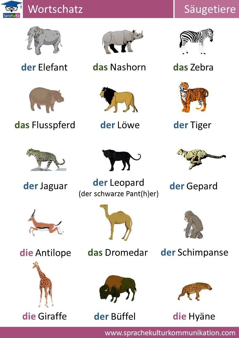 Названа немецком языке. Дикие животные на немецком языке с переводом. Животные по немецкому языку с переводом 5 класс. Животные в немецком языке с артиклями. Животные на немецком языке с переводом 5 класс.