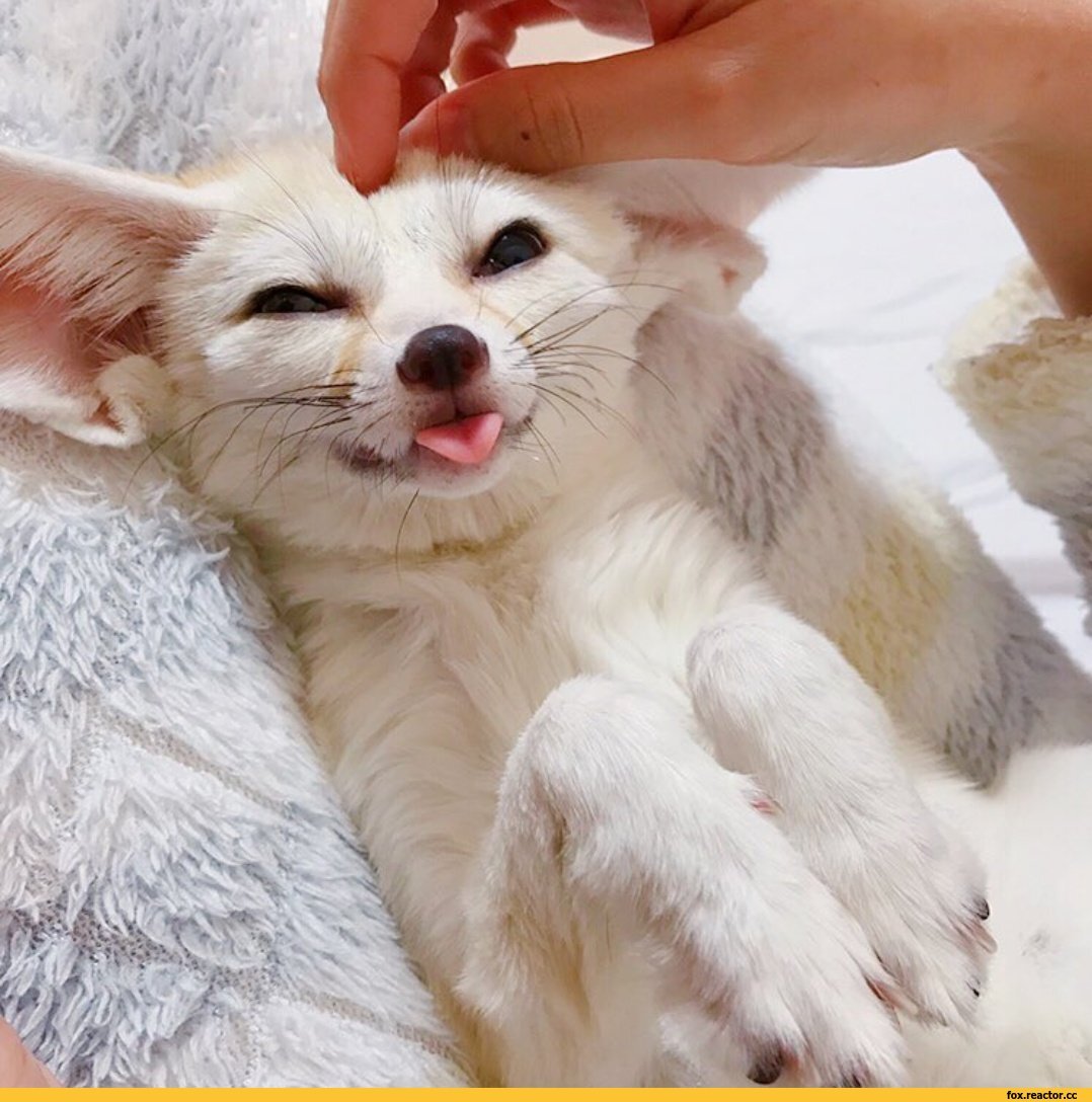 Домашняя лиса фенек