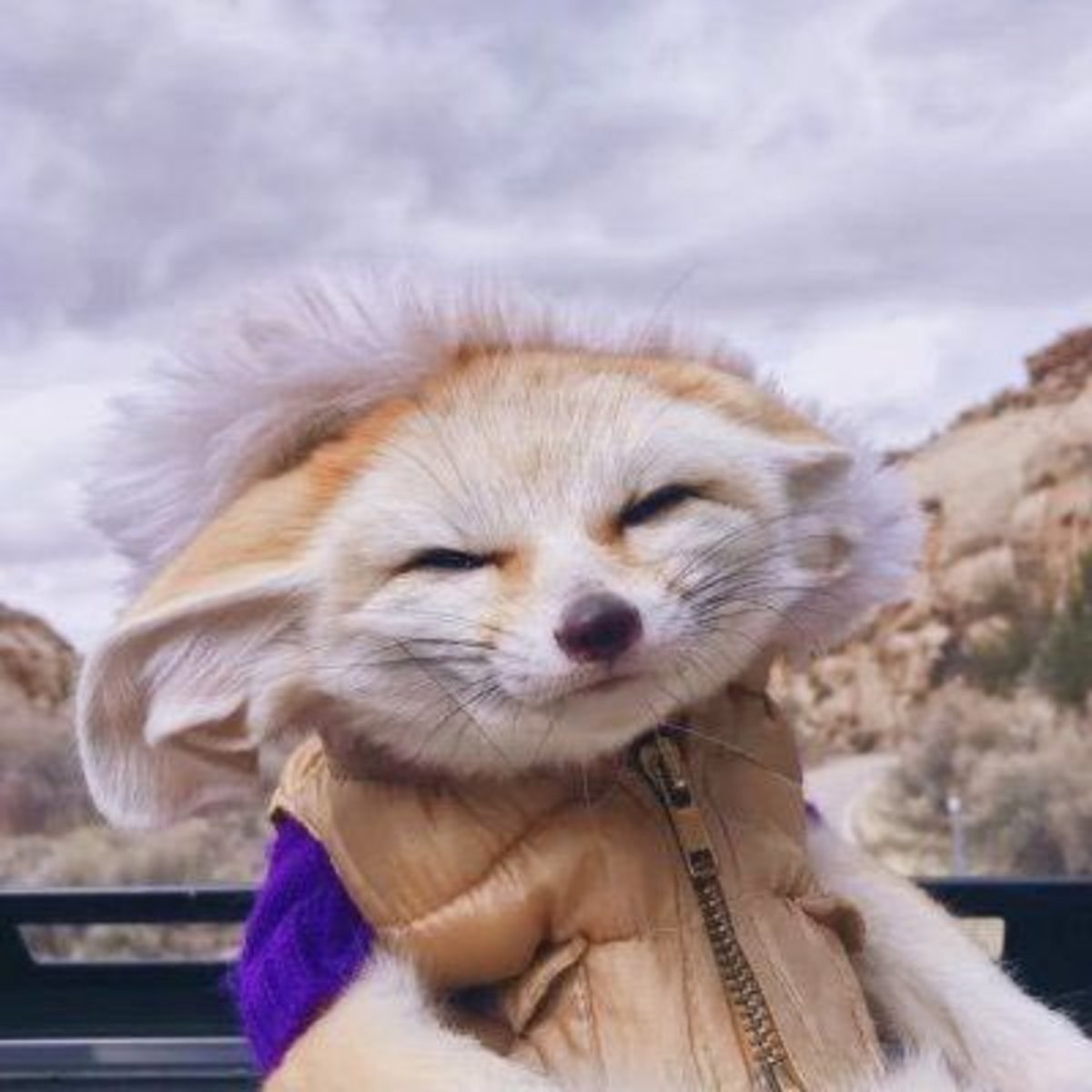 Фенек в одежде