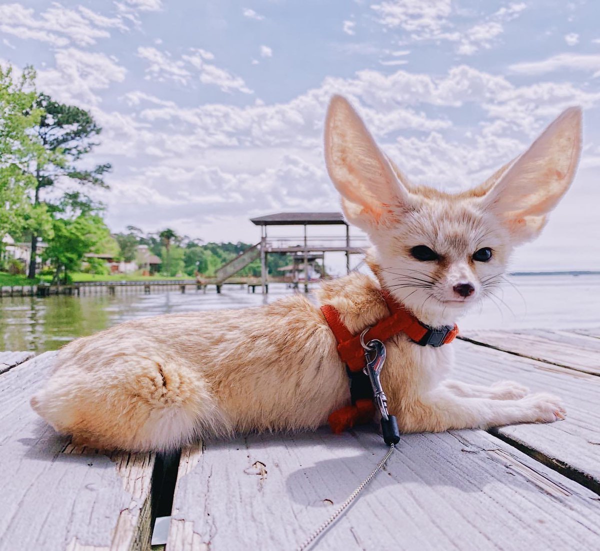 Мраморный фенек