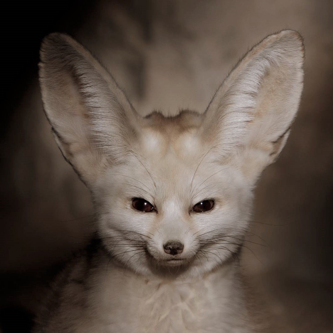 Фенек альбинос