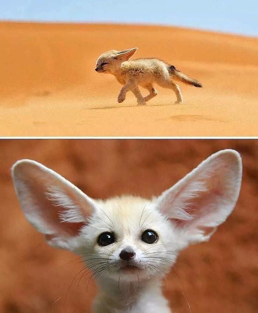 Фенек детеныш