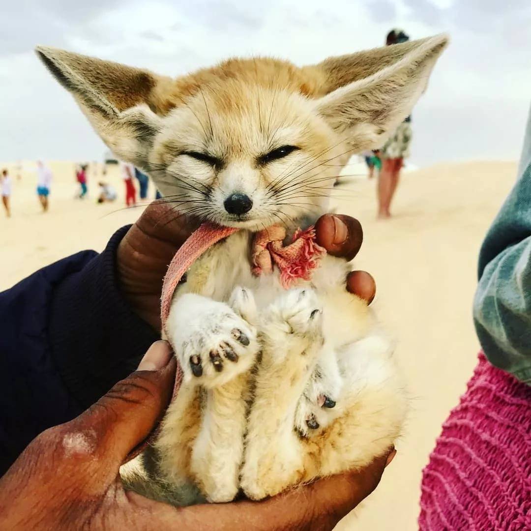 Пустынная лиса фенек