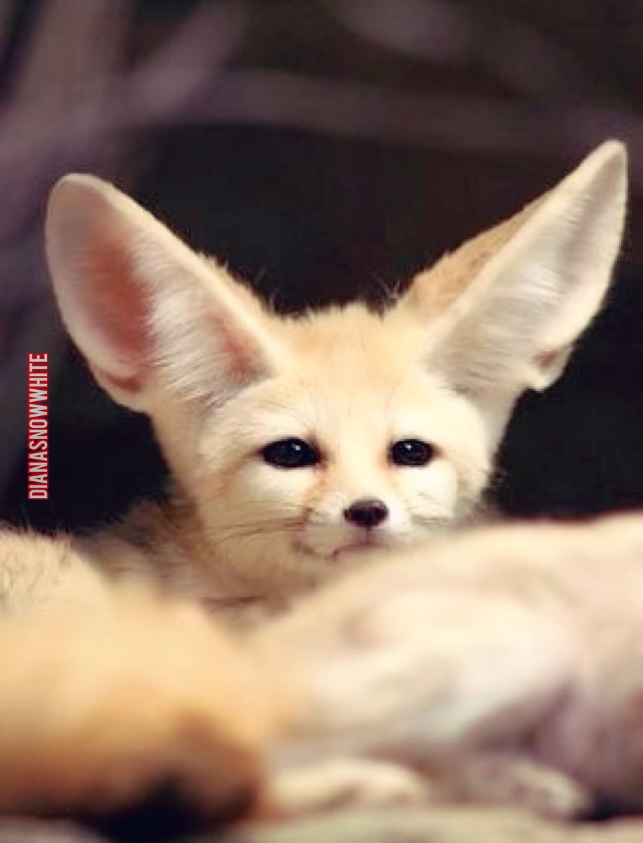 Степная лиса фенек