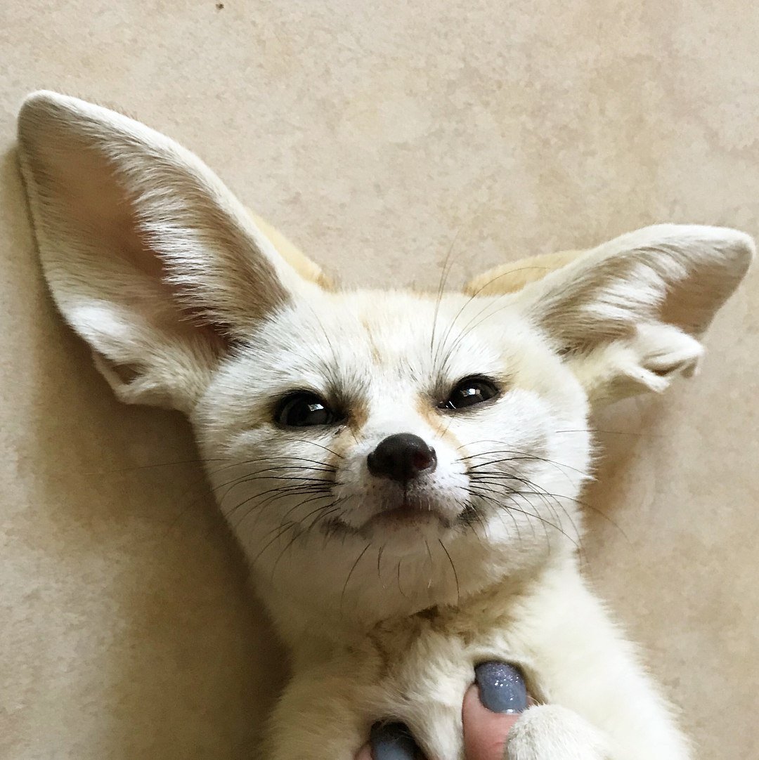 Фенек лысый