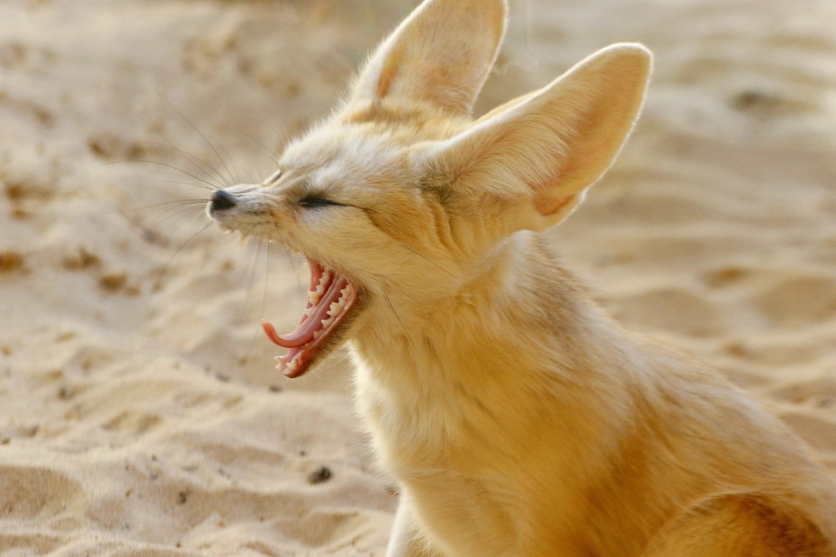 Лиса фенек зубы