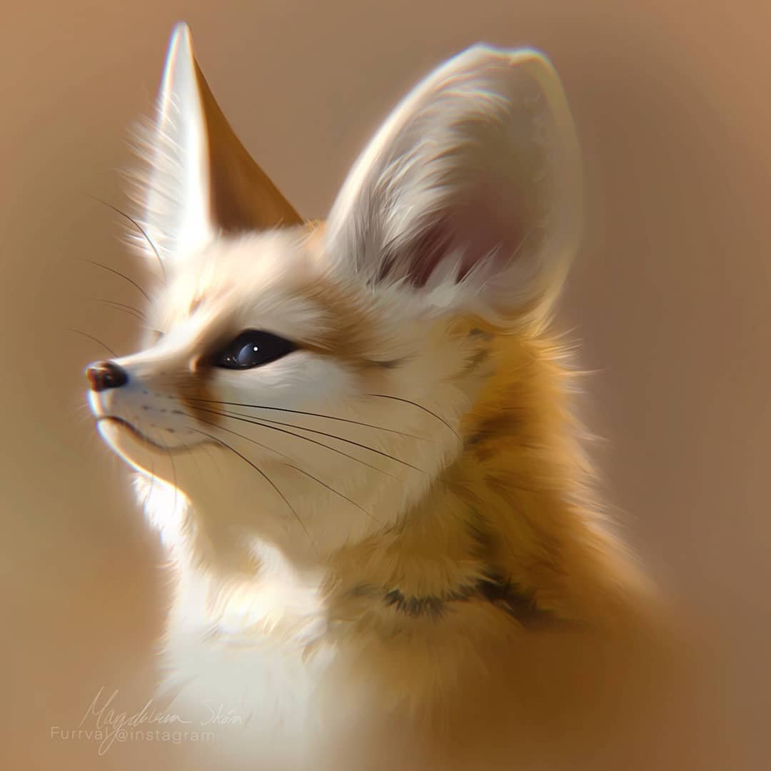 Фенек детеныш