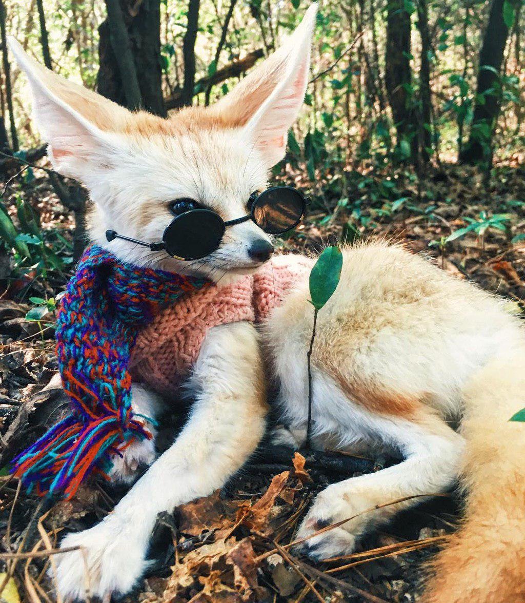 Фенек и человек