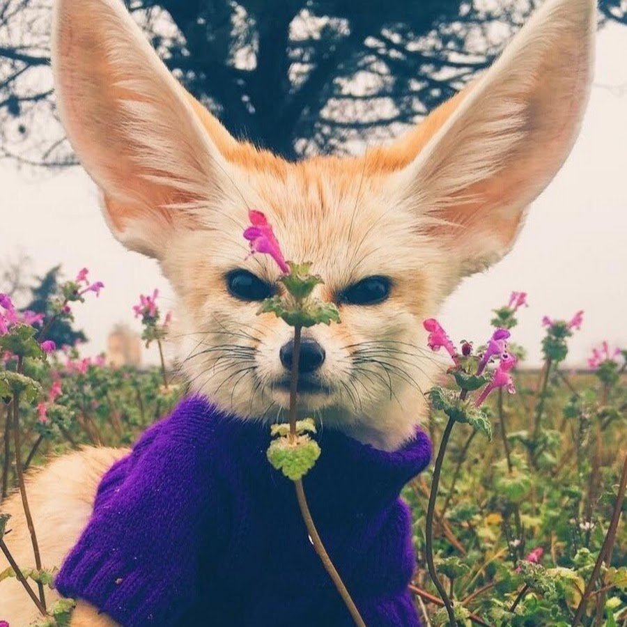 Злая Лисичка фенек