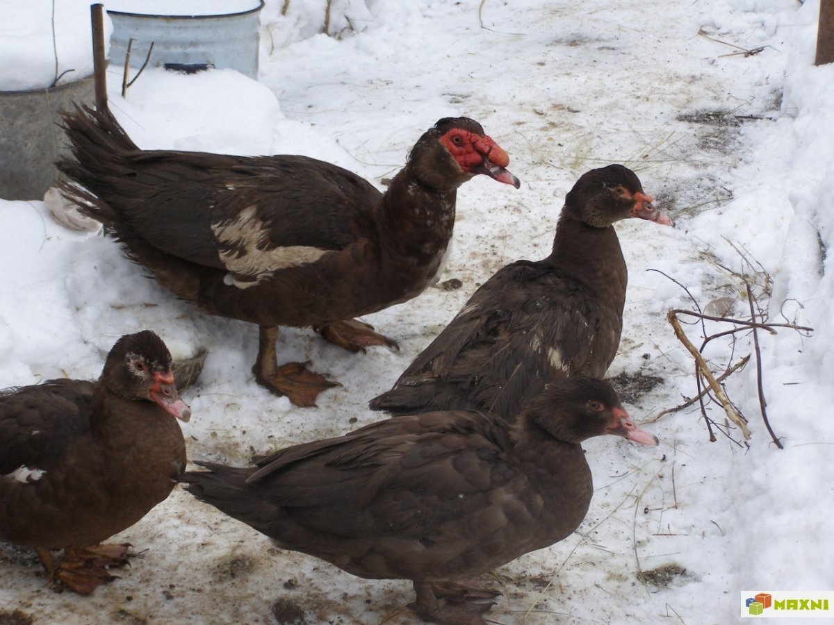 Индоутка красный бык