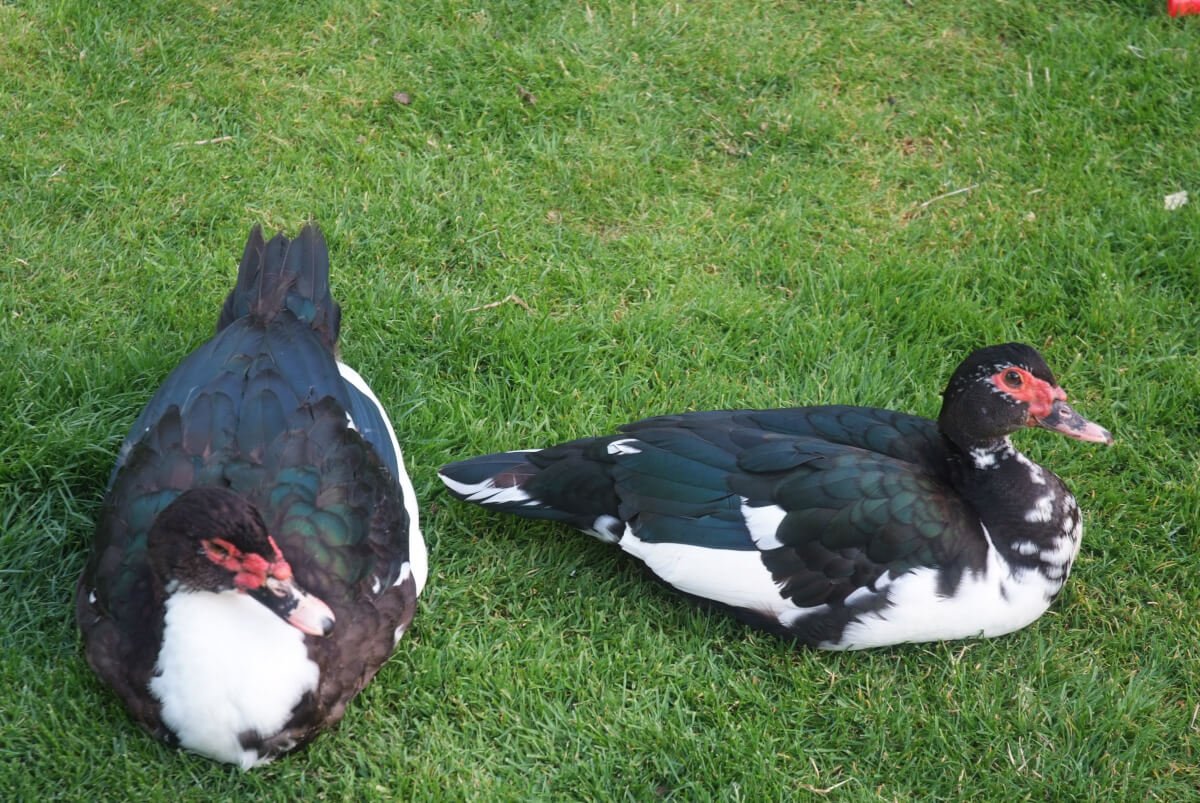 Мускусная утка черная