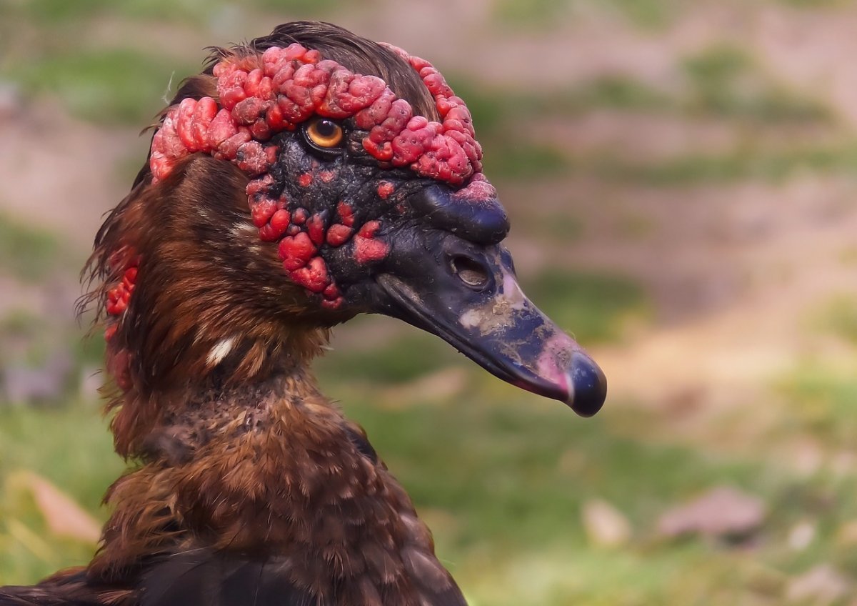 Утка с красным гребешком