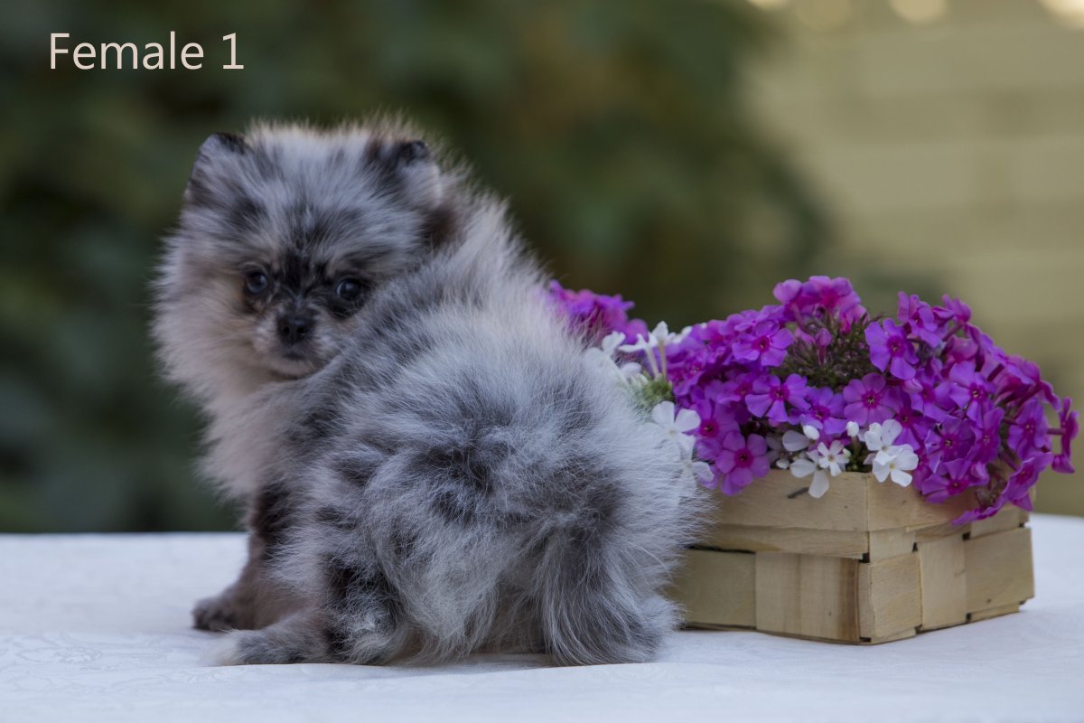 Мраморный шпиц