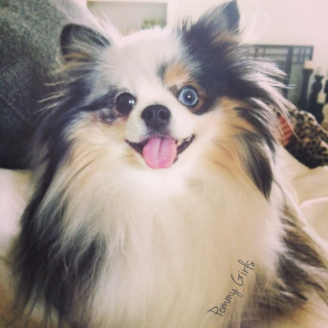 Расцветка шпица новорожденного