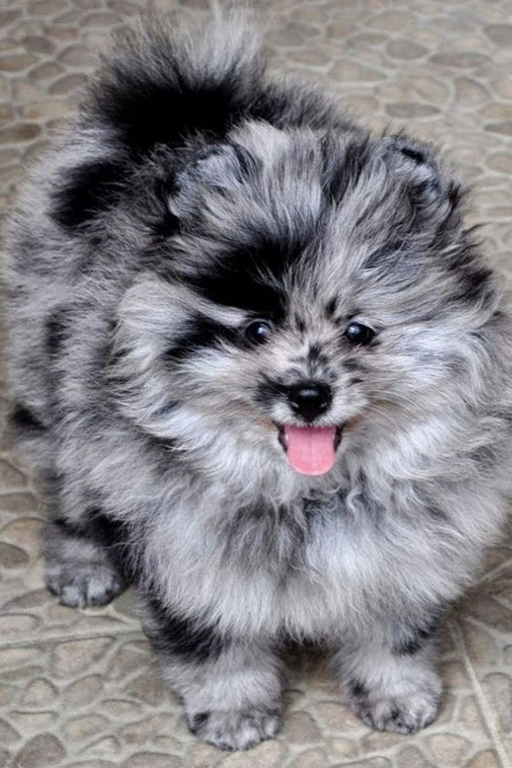 Шпиц Ентан БТС