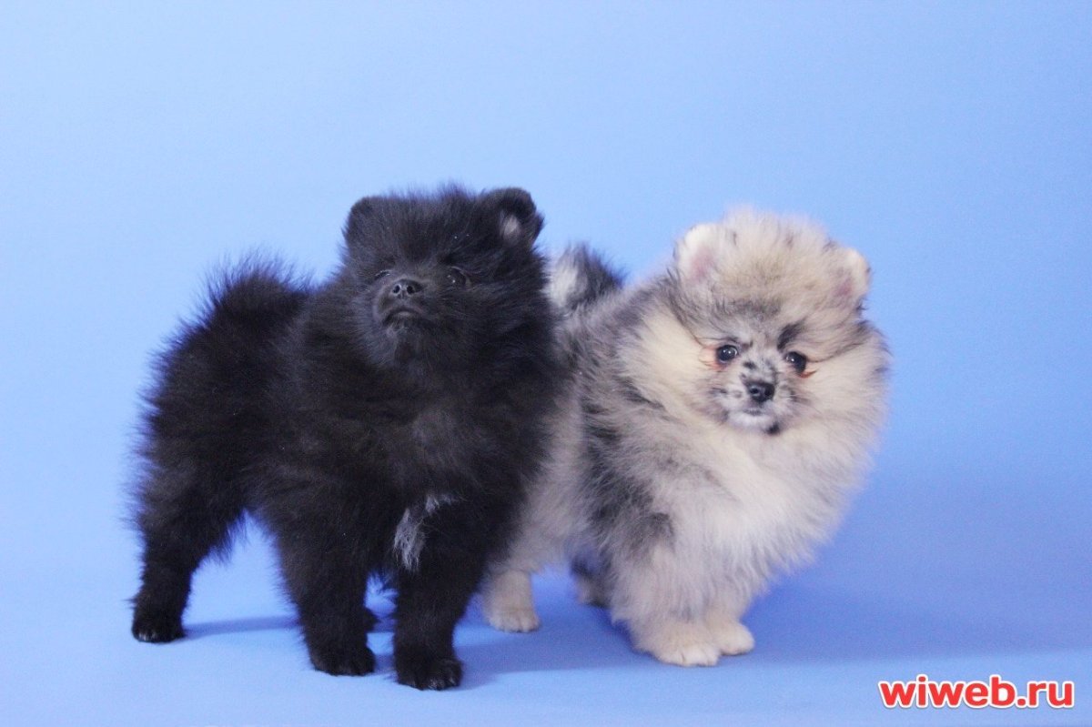 Померанский шпиц серенький