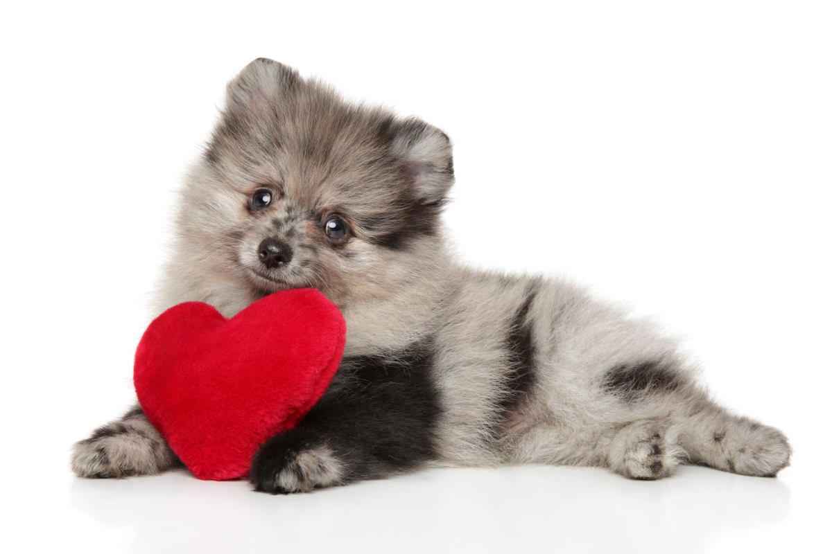 Шпиц окрас Мерле